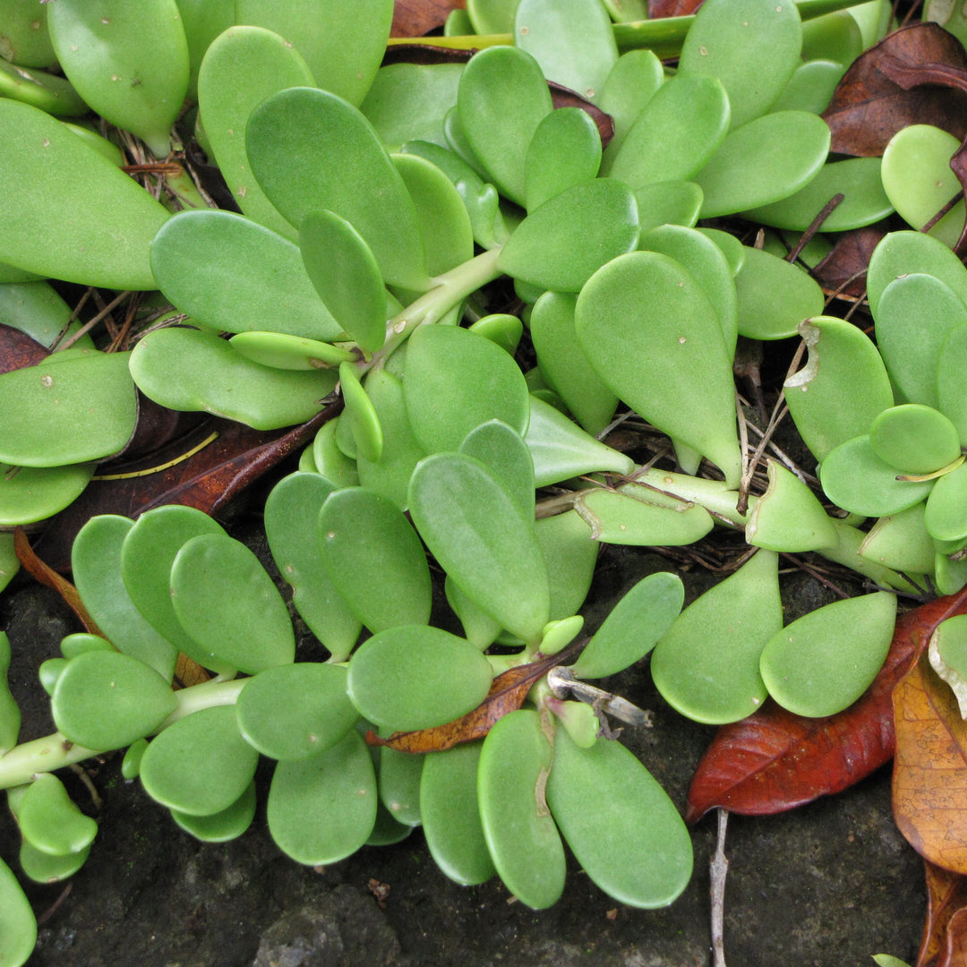 Senecio Jacobsenii ~ Trailing Jade-ServeScape