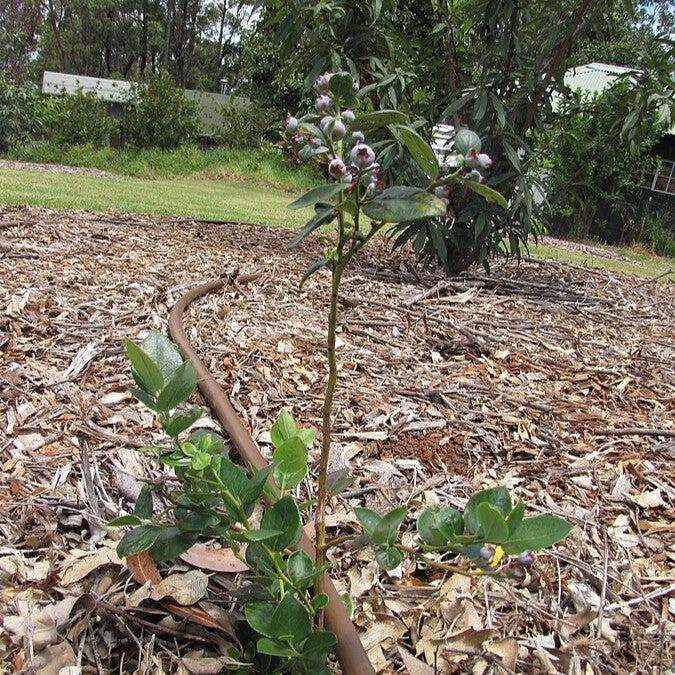 Vaccinium 'Emerald' ~ Emerald Blueberry-ServeScape