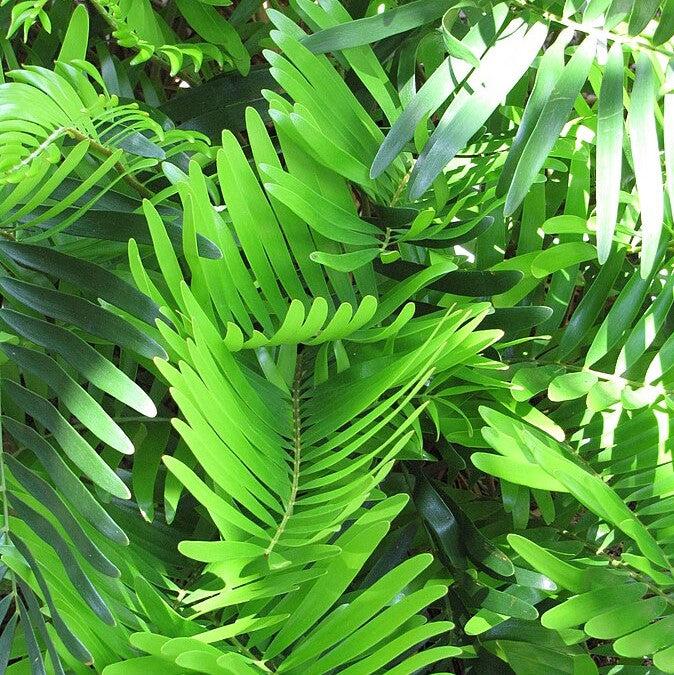 Zamia integrifolia ~ Coontie Palm-ServeScape