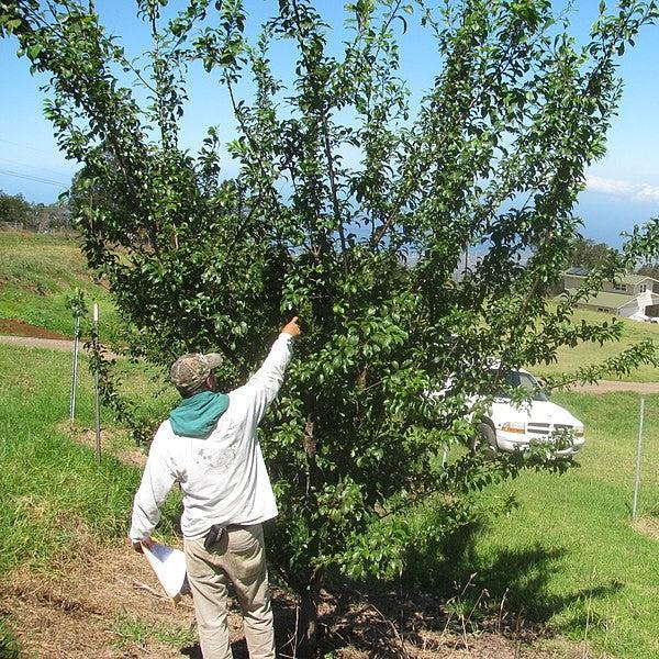 Prunus salicina 'Green Gage' ~ Green Gage Plum-ServeScape