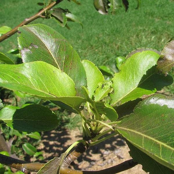 Pyrus communis x pyrifolia 'Floridahome' ~ Florida Home Pear-ServeScape