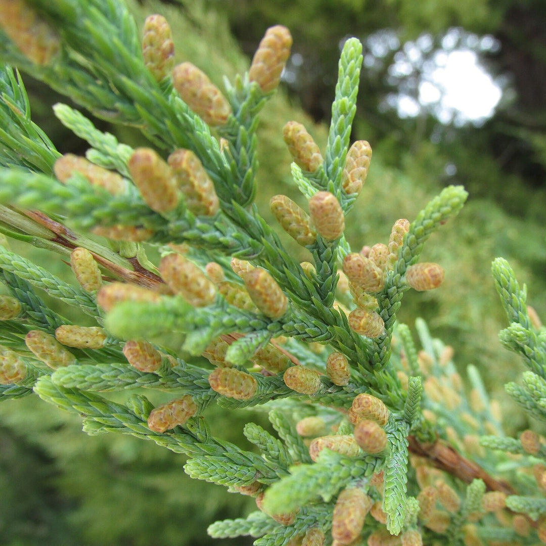Juniperus bermudiana ~ Bermuda Cedar-ServeScape