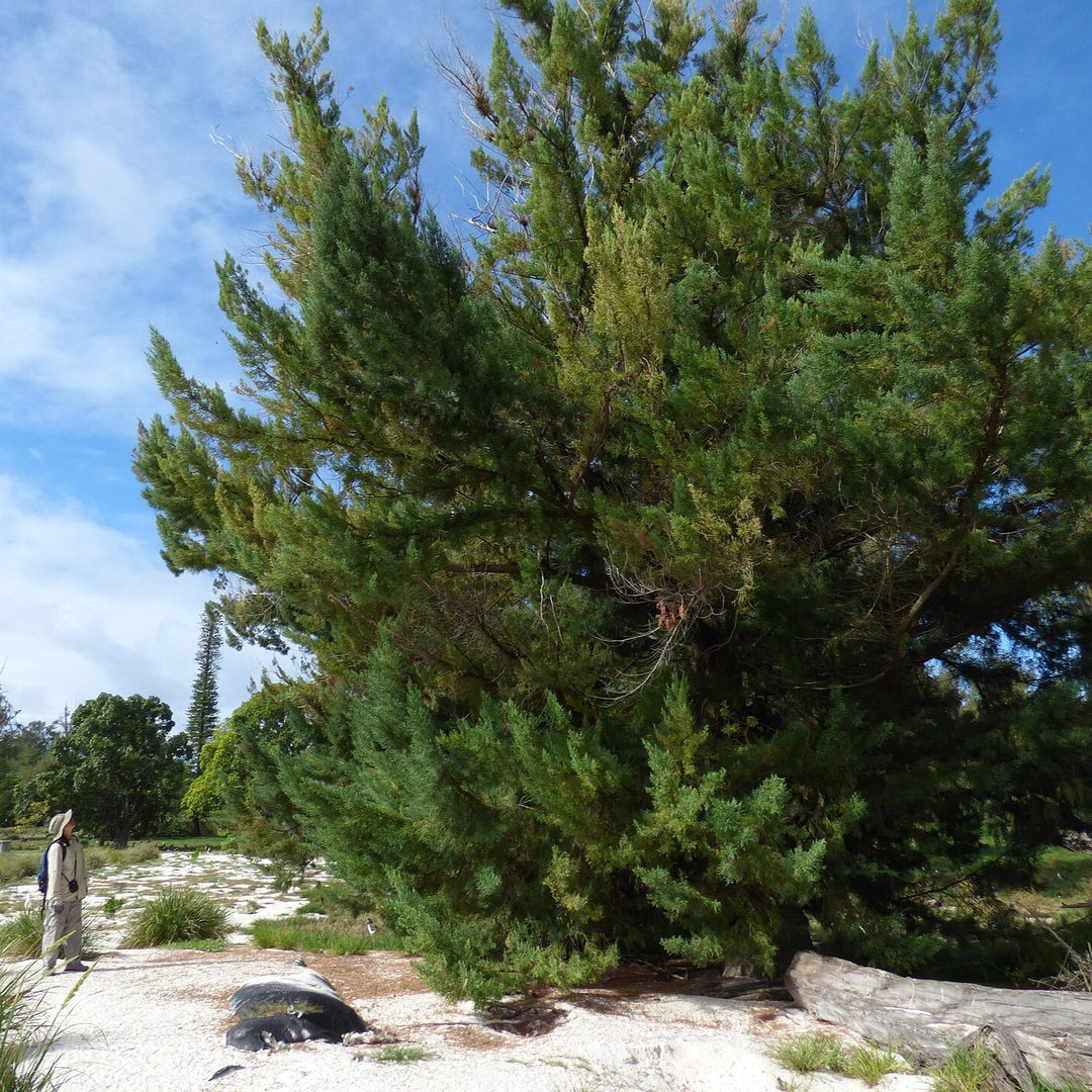 Juniperus bermudiana ~ Bermuda Cedar-ServeScape