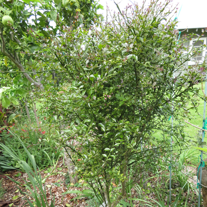 Citrus australasica ~ Australian Finger Lime-ServeScape