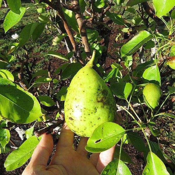 Pyrus communis x pyrifolia 'Floridahome' ~ Florida Home Pear-ServeScape