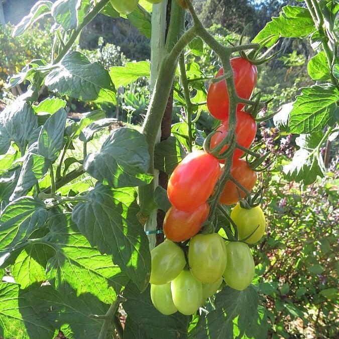 Solanum lycopersicum var. cerasiforme ~ Grape Tomato-ServeScape