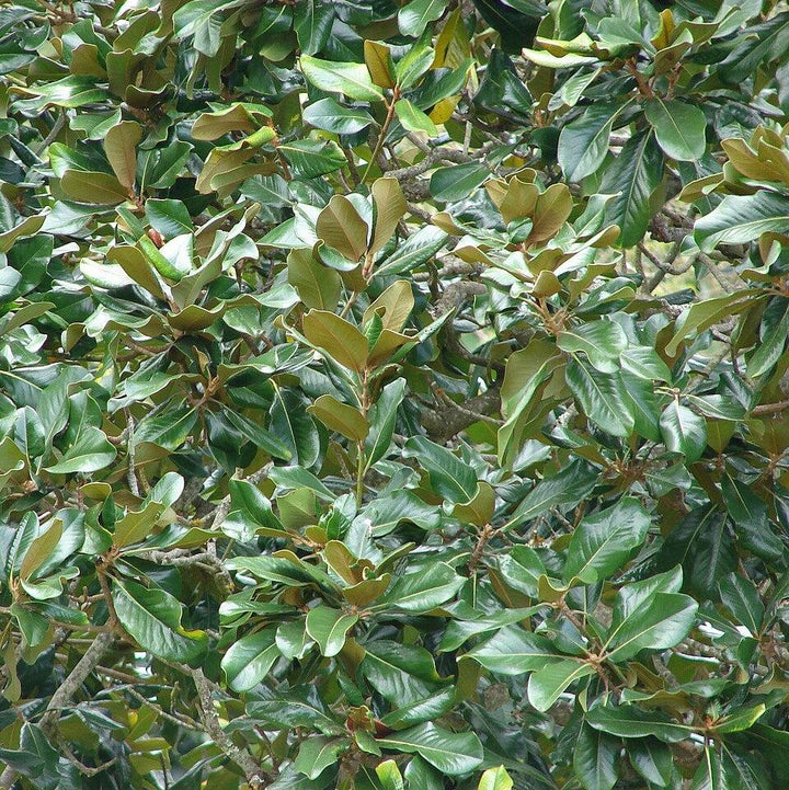 Magnolia grandiflora ~ Southern Magnolia-ServeScape
