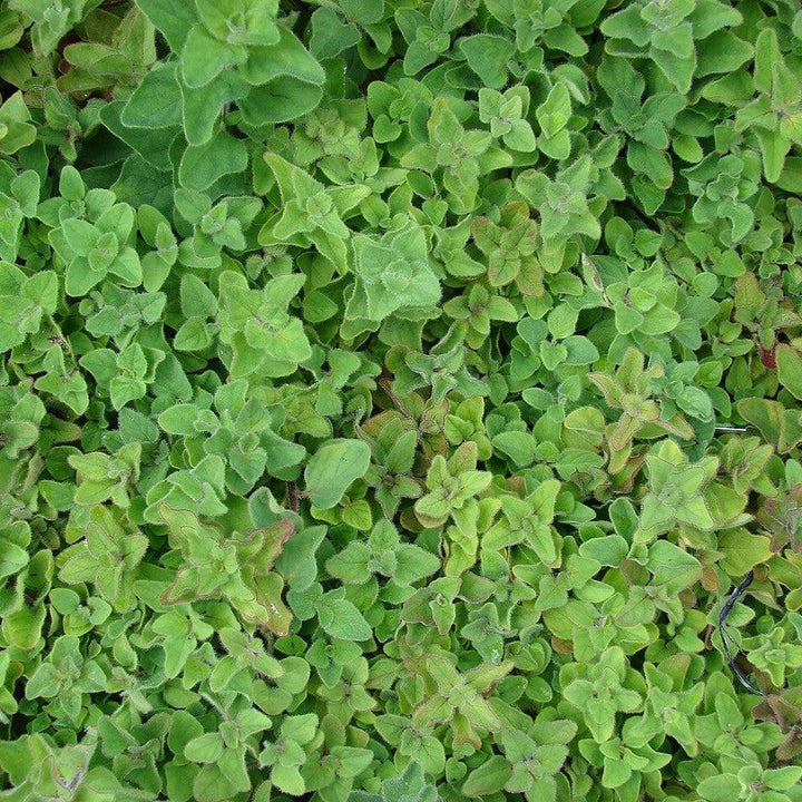 Origanum vulgare subsp. hirtum ~ Greek Oregano-ServeScape