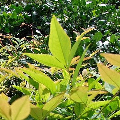 Nandina domestica 'ZHNAN102' ~ Cool Glow® Lime Heavenly Bamboo-ServeScape