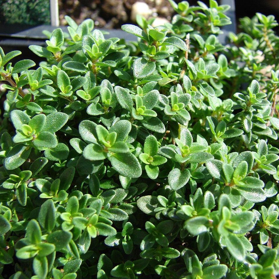 Thymus x citriodorus ~ Lemon Thyme-ServeScape