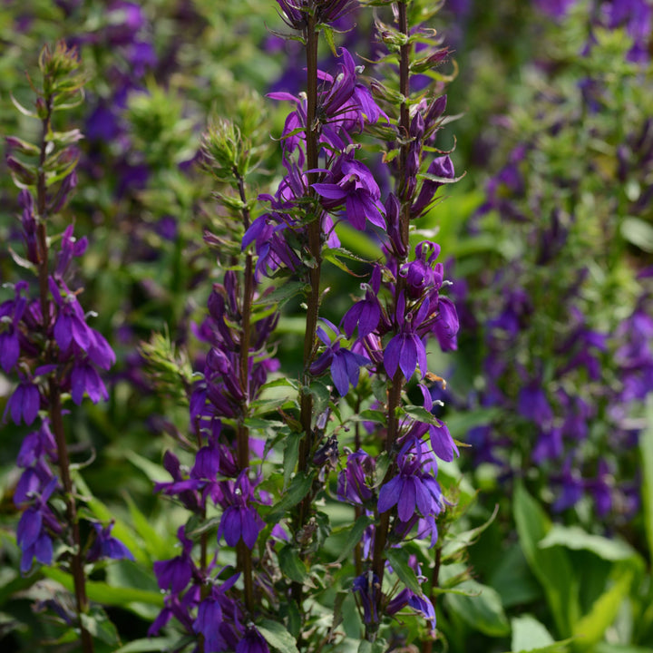 Lobelia x speciosa 'PAS1302712' ~ Starship™ Blue Cardinal Flower-ServeScape