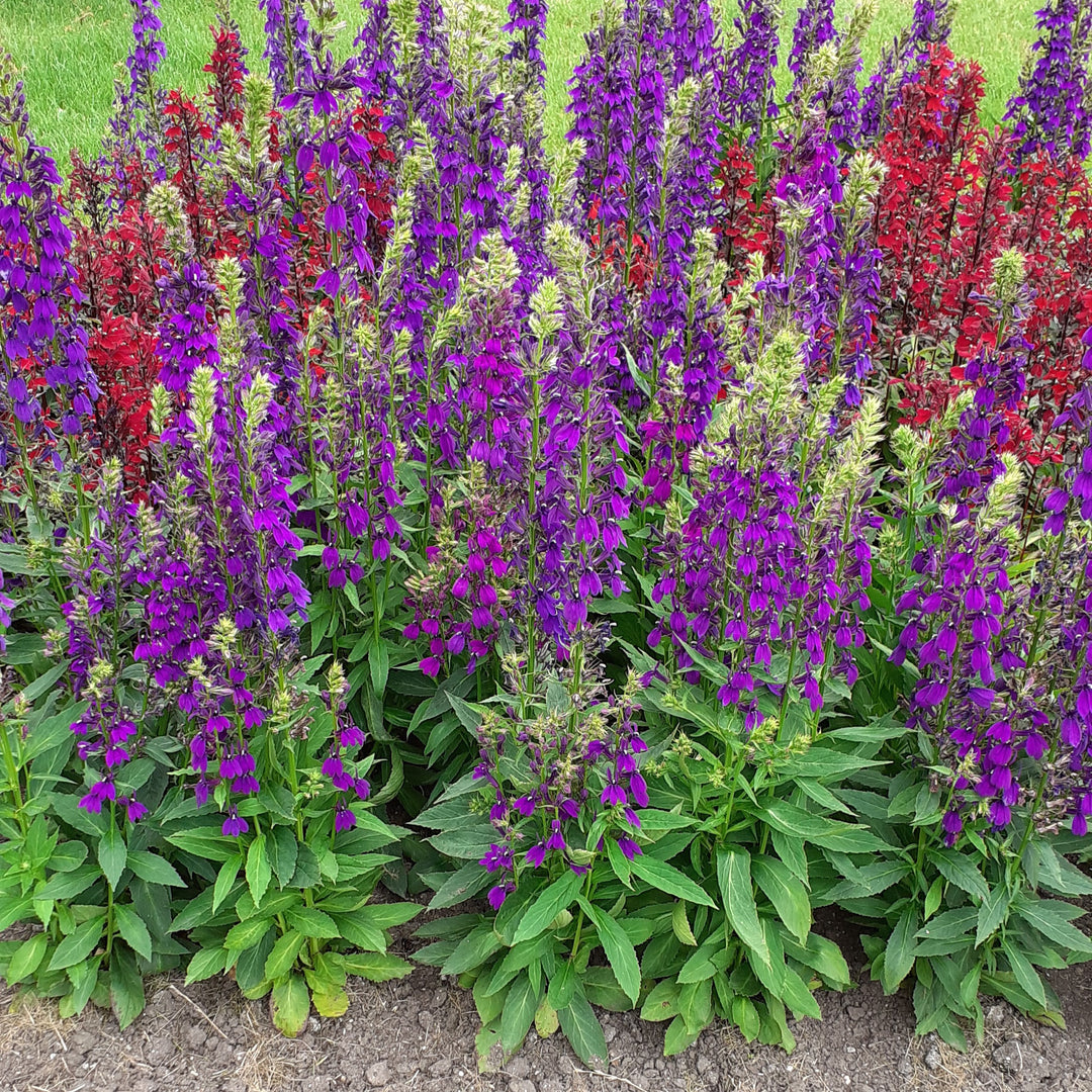 Lobelia x speciosa 'PAS1302712' ~ Starship™ Blue Cardinal Flower-ServeScape