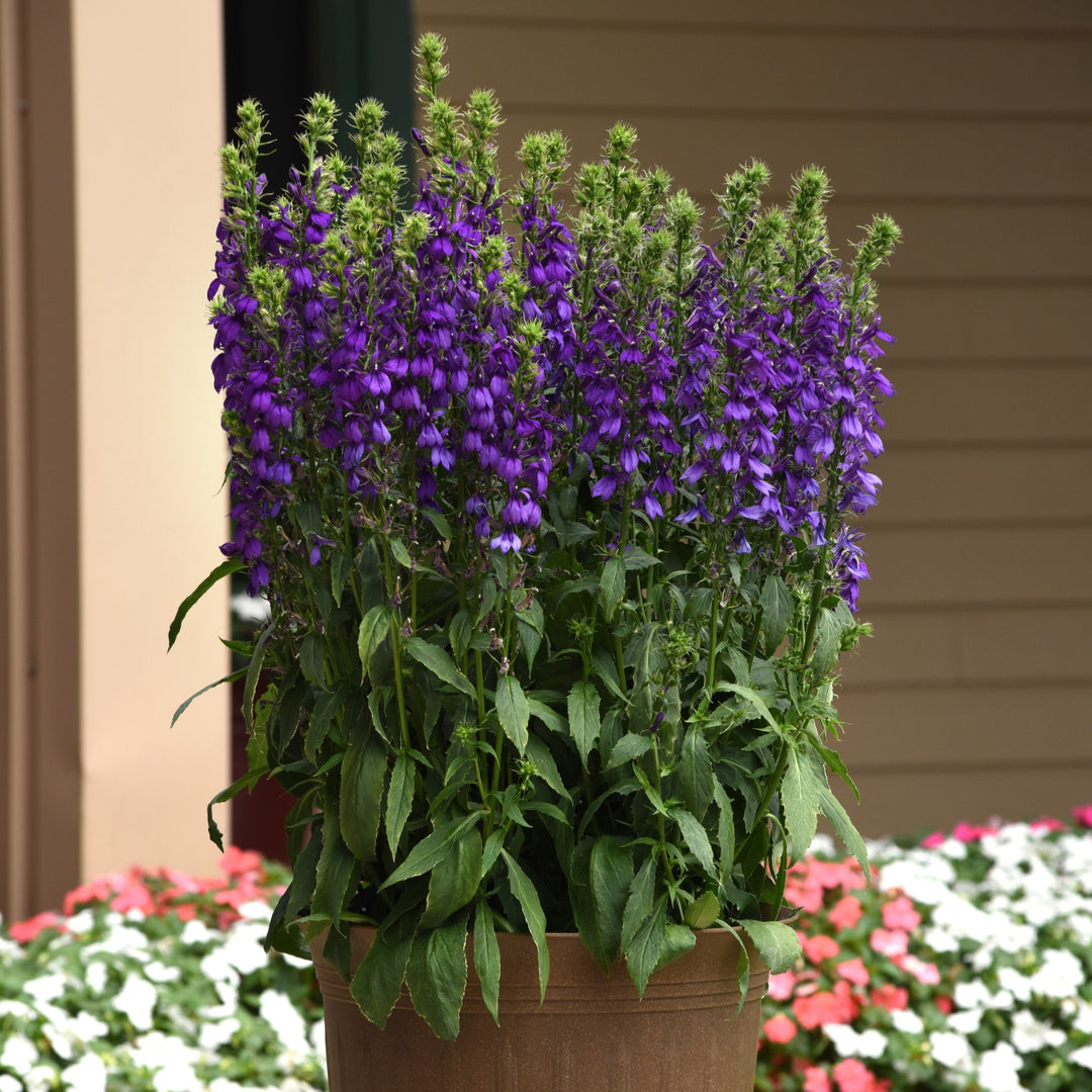 Lobelia x speciosa 'PAS1302712' ~ Starship™ Blue Cardinal Flower-ServeScape