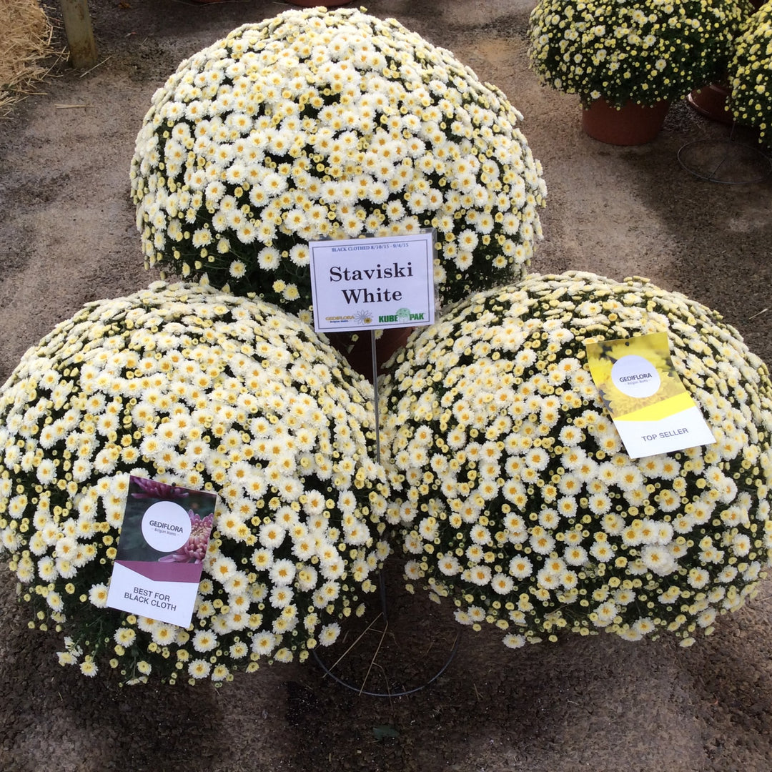 Chrysanthemum x morifolium 'Staviski White' ~ Belgian Mums® Staviski White Mum-ServeScape