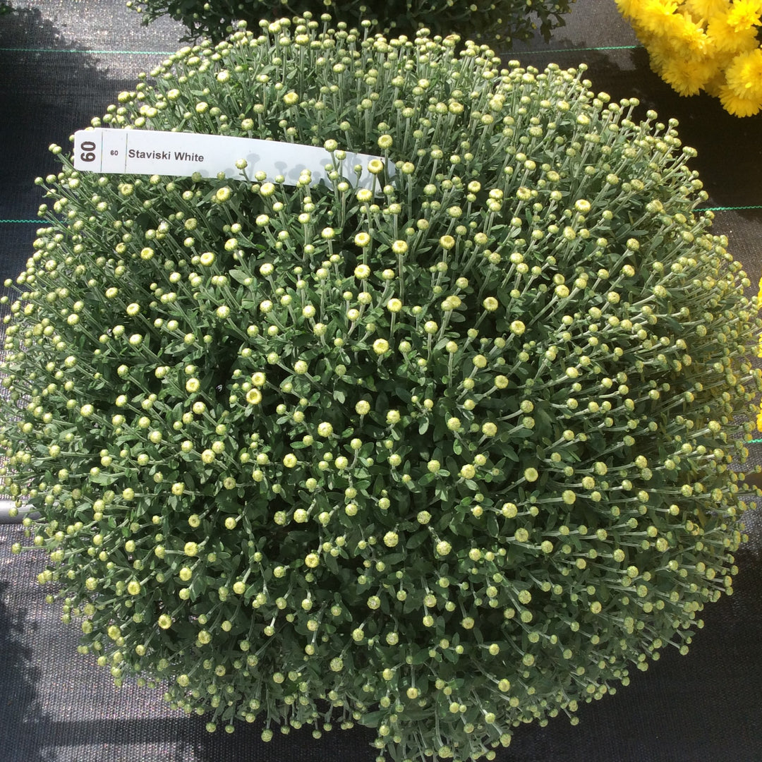 Chrysanthemum x morifolium 'Staviski White' ~ Belgian Mums® Staviski White Mum-ServeScape
