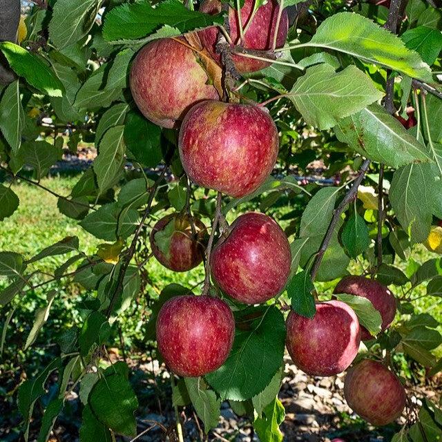 Malus domestica 'Stayman Winesap' ~ Stayman Winesap Apple-ServeScape