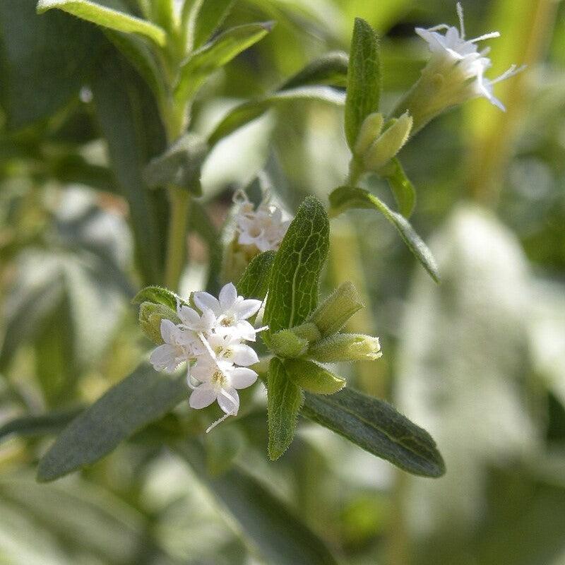 Stevia rebaudiana ~ Sugarleaf Stevia-ServeScape