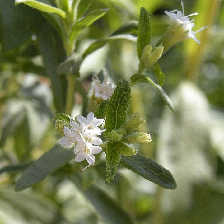 Stevia rebaudiana ~ Sugarleaf Stevia-ServeScape