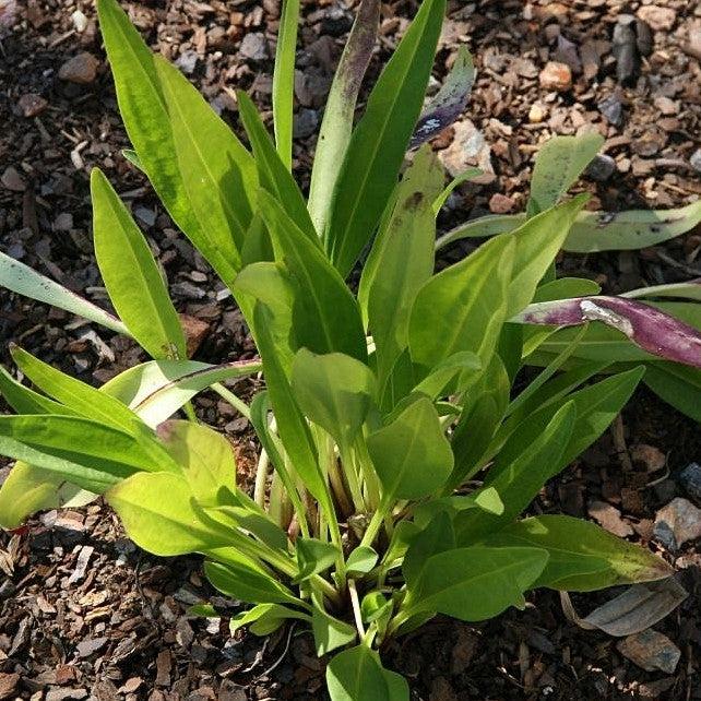 Stokesia laevis 'Purple Parasols' ~ Purple Parasols Aster-ServeScape