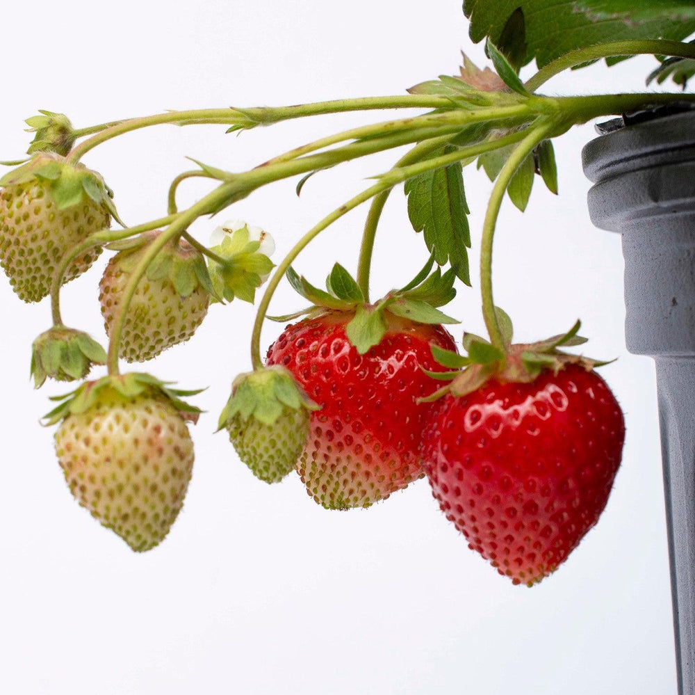 Fragaria x ananassa ‘Elan’ ~ Snowy Belle™ Strawberry-ServeScape