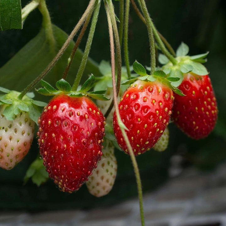 Fragaria x ananassa ‘Ruby Ann’ ~ Scarlet Bell™ Strawberry-ServeScape