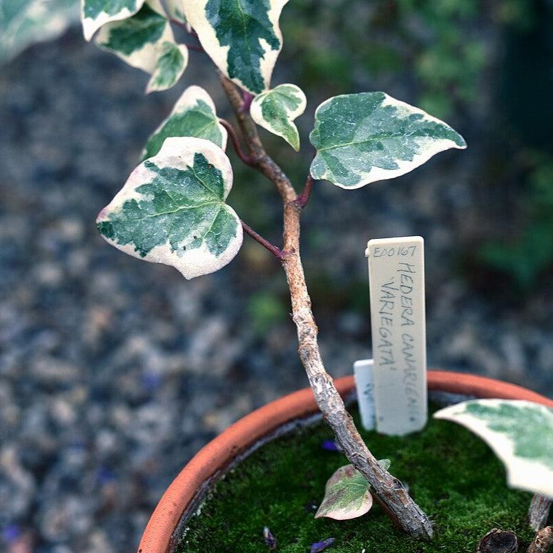 Hedera canariensis 'Variegata' ~ Variegated Algerian Ivy-ServeScape