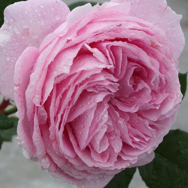 Rosa 'KORtekcho' PP 25,993 ~ Bloomables® Parfuma® Summer Romance™ Rose-ServeScape