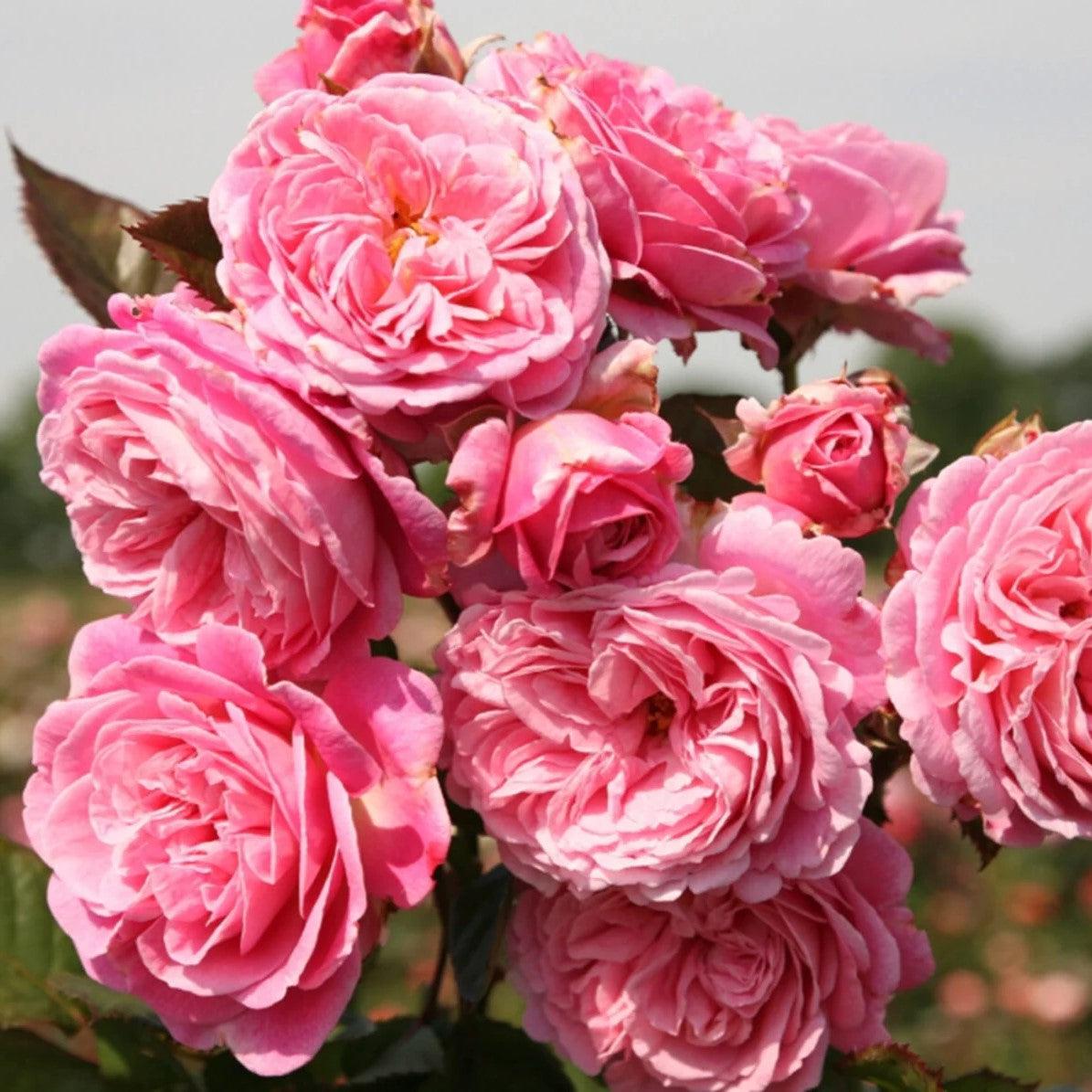 Rosa 'KORtekcho' PP 25,993 ~ Bloomables® Parfuma® Summer Romance™ Rose-ServeScape