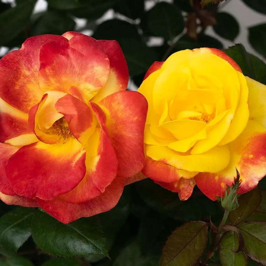 Rosa 'KORvibaex' PP 36,043 ~ Sunbelt® Garden Flame™ Rose-ServeScape