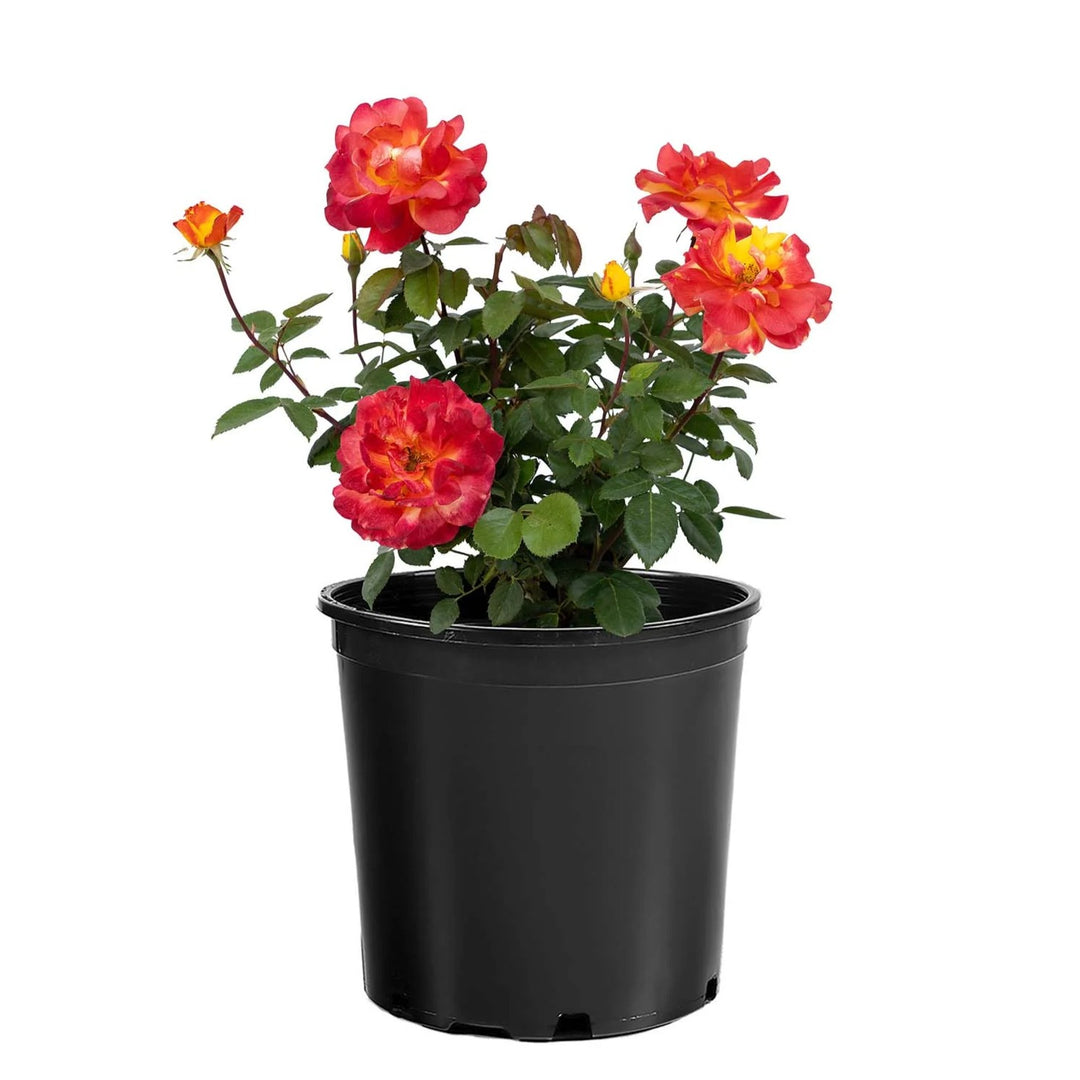 Rosa 'KORvibaex' PP 36,043 ~ Sunbelt® Garden Flame™ Rose-ServeScape