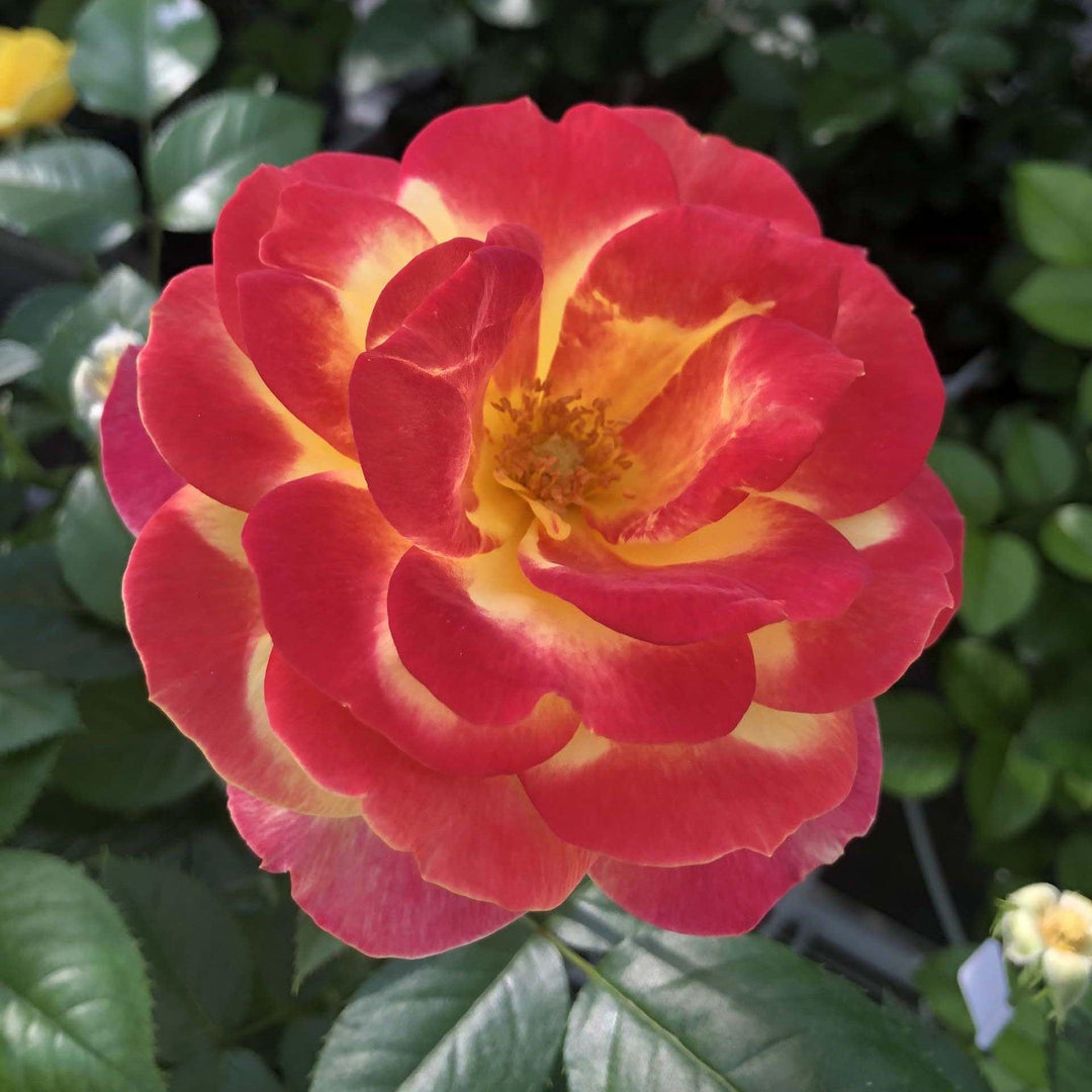 Rosa 'KORvibaex' PP 36,043 ~ Sunbelt® Garden Flame™ Rose-ServeScape