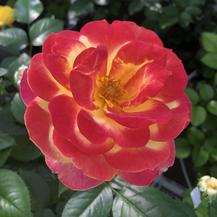 Rosa 'KORvibaex' PP 36,043 ~ Sunbelt® Garden Flame™ Rose-ServeScape