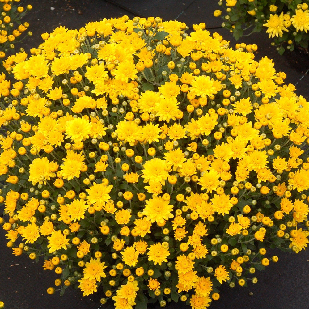 Chrysanthemum x morifolium 'Zanmusundance' ~ Sundance Yellow Mum-ServeScape