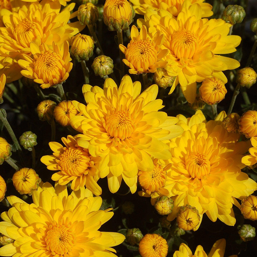 Chrysanthemum x morifolium 'Zanmusundance' ~ Sundance Yellow Mum-ServeScape
