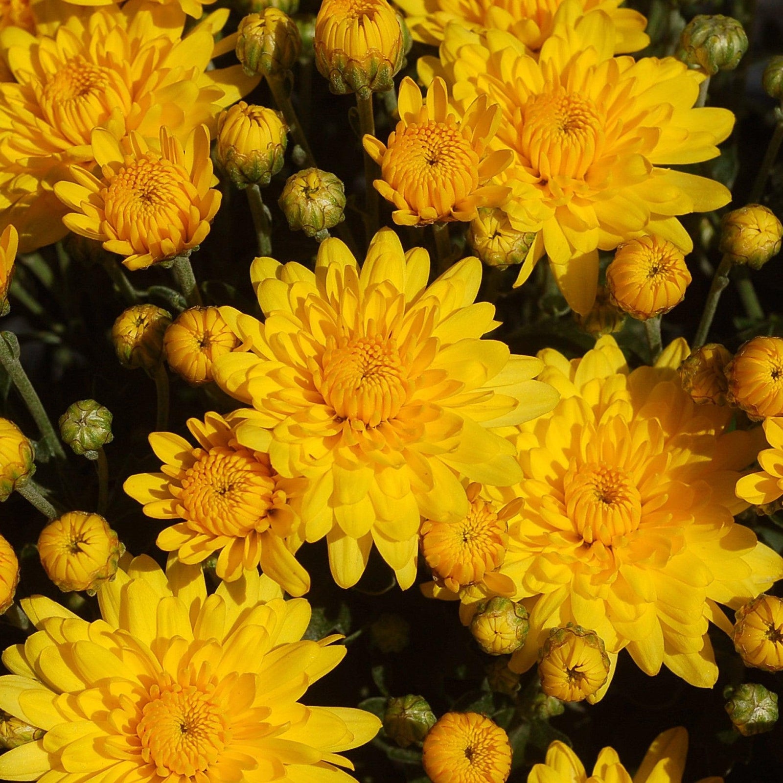 Chrysanthemum x morifolium 'Zanmusundance' ~ Sundance Yellow Mum-ServeScape