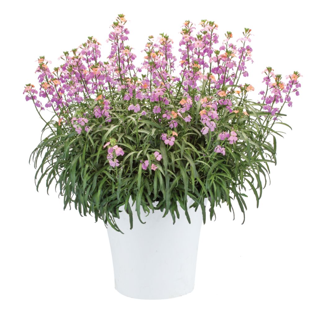 Erysimum linifolium 'Sunstrong Purple Bicolor' ~ Sunstrong™ Purple Bicolor Wallflower-ServeScape