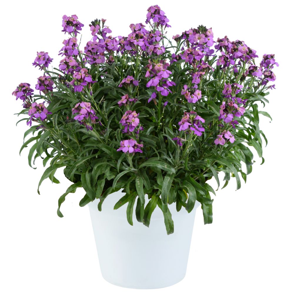 Erysimum linifolium 'Sunstrong Violet' ~ Sunstrong™ Violet Wallflower-ServeScape