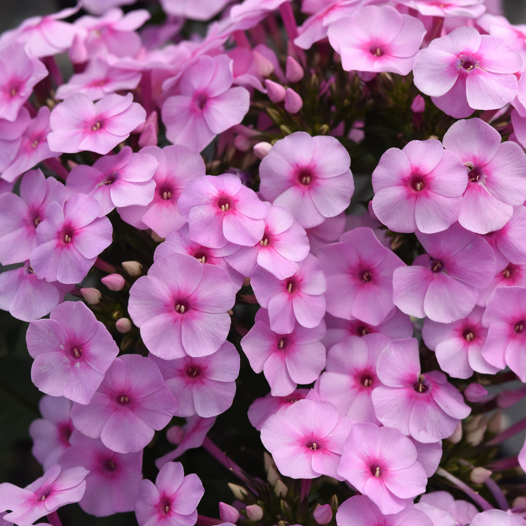 Phlox paniculata 'Balsukalu' ~ Super Ka-Pow™ Blue Phlox-ServeScape