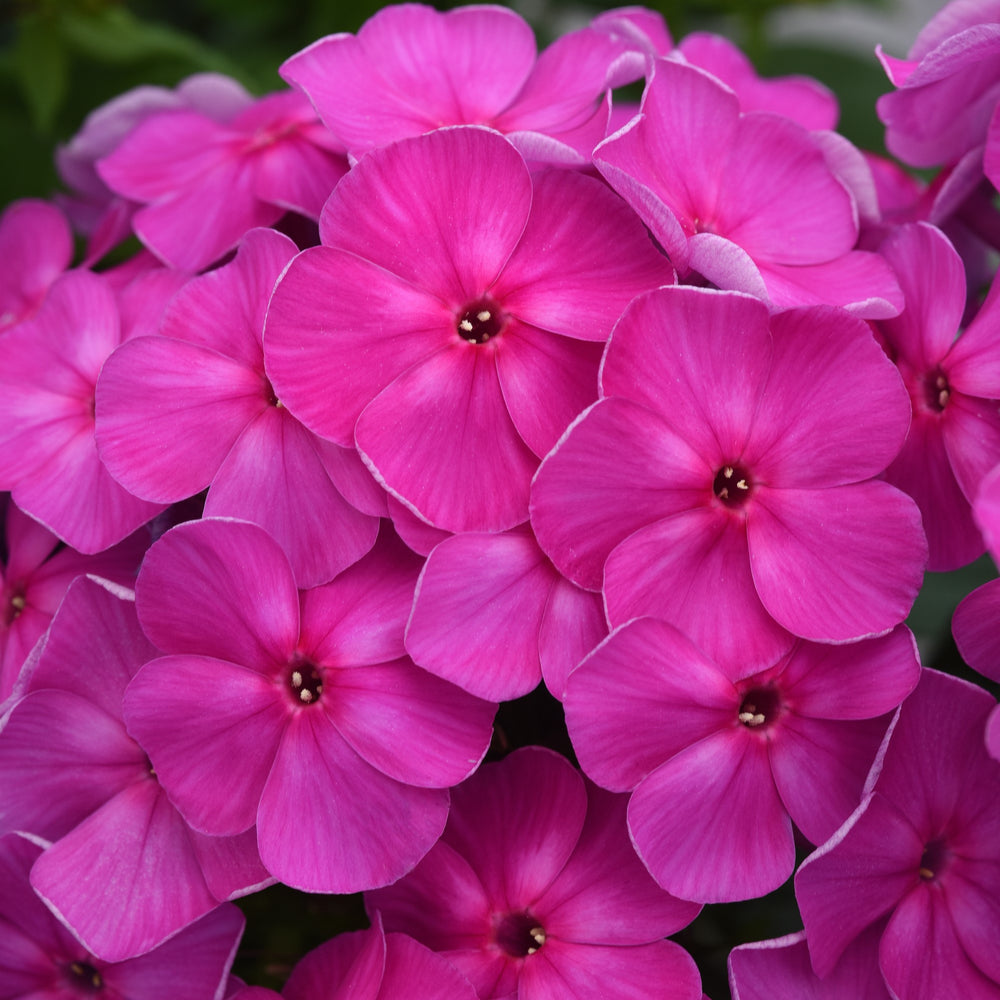 Phlox paniculata 'Balsukalav' ~ Super Ka-Pow™ Lavender Phlox-ServeScape