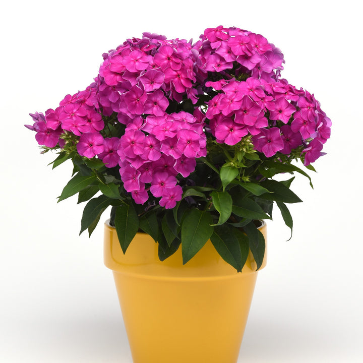 Phlox paniculata 'Balsukalav' ~ Super Ka-Pow™ Lavender Phlox-ServeScape