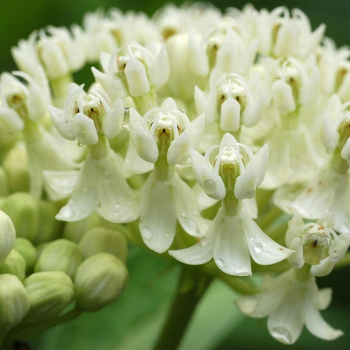 Asclepias incarnata 'Ice Ballet' ~ Ice Ballet Swamp Milkweed-ServeScape