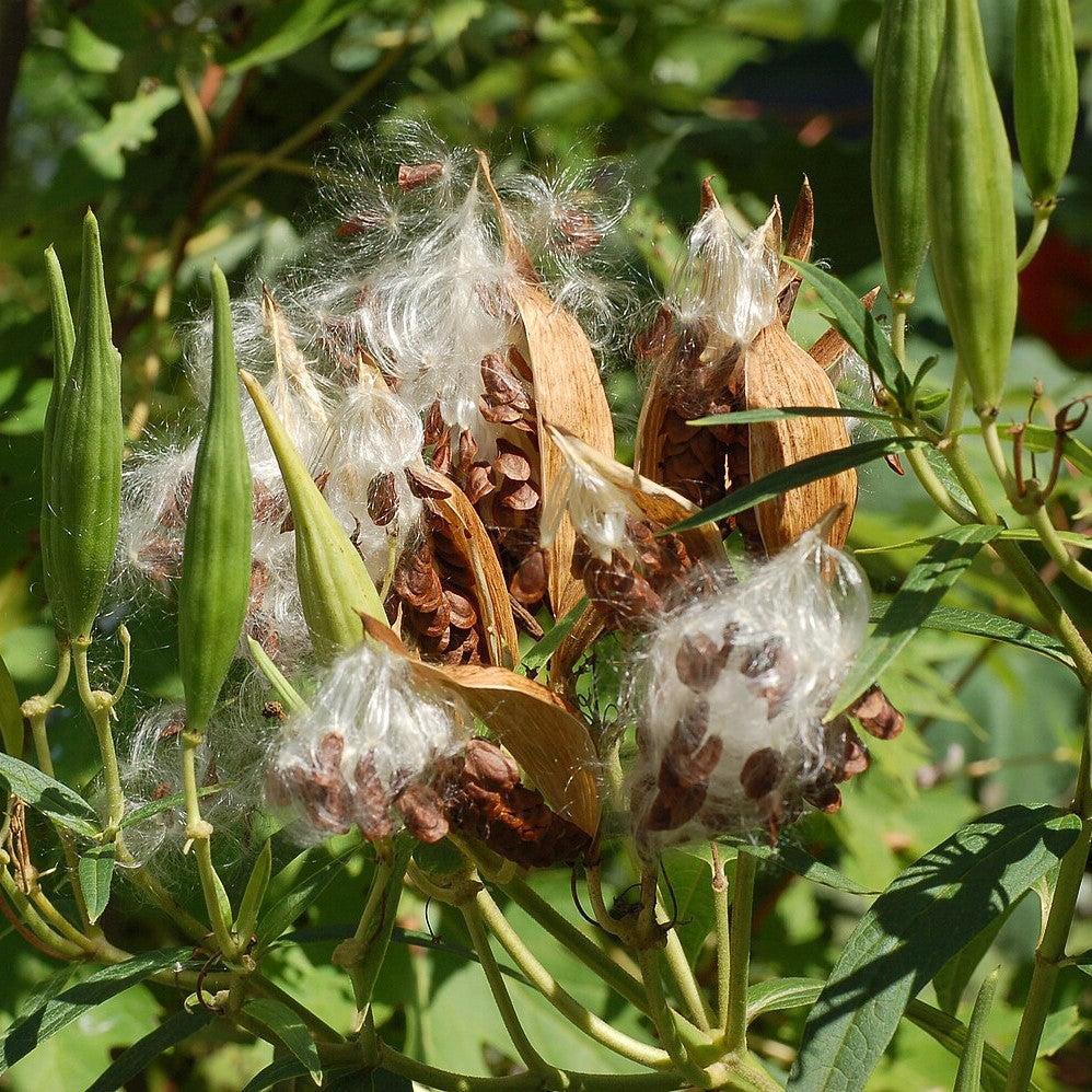 Asclepias incarnata 'Ice Ballet' ~ Ice Ballet Swamp Milkweed-ServeScape