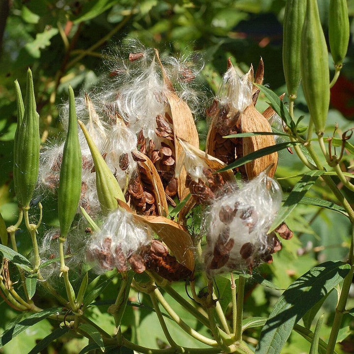Asclepias incarnata 'Ice Ballet' ~ Ice Ballet Swamp Milkweed-ServeScape