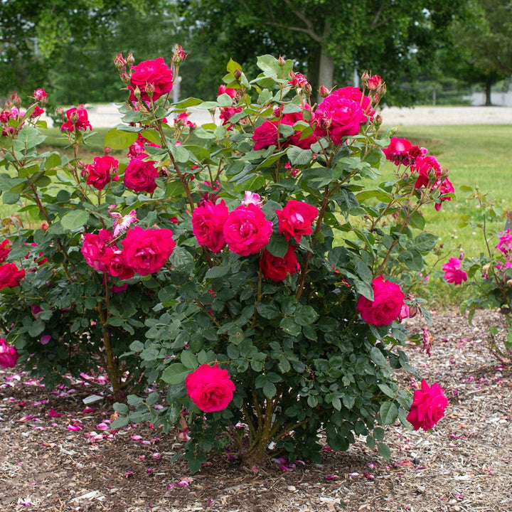 Rosa 'Meithatie' PP 30,860 ~ Bloomables® Sweet Spirit™ Rose-ServeScape