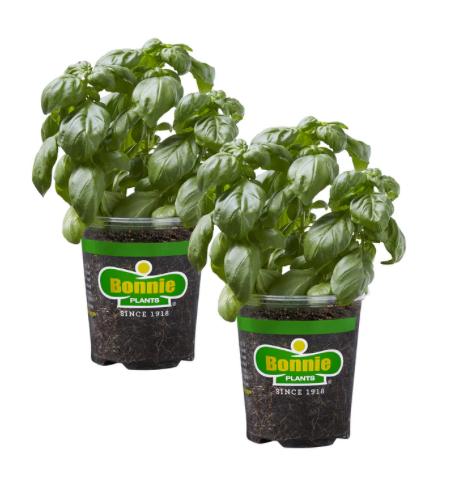 Assorted Herbs ~ Cool Season Herbs (4.5" pot)