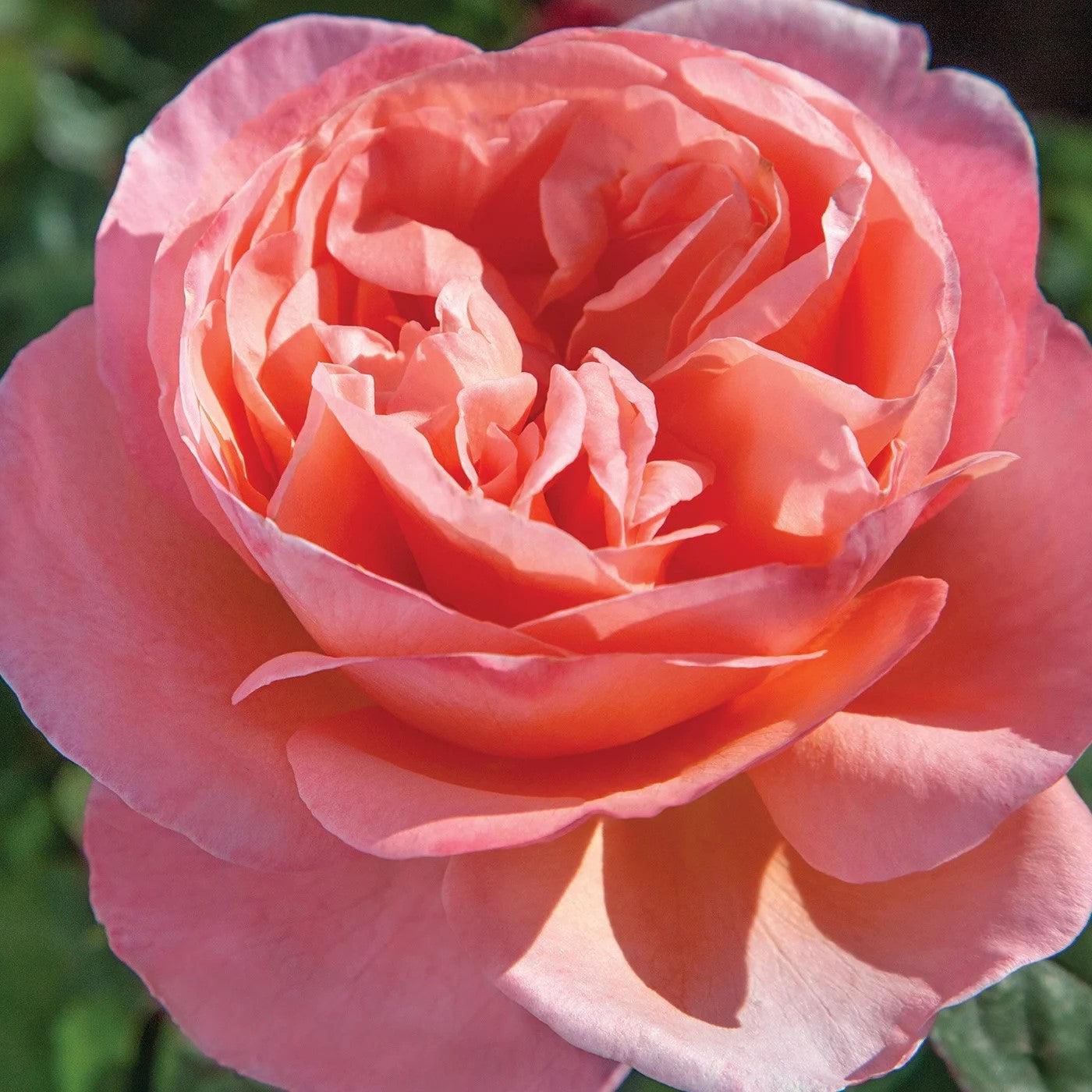 Rosa 'Meinostair' PP 28,659 ~ Bloomables® Sweet Mademoiselle™ Rose-ServeScape