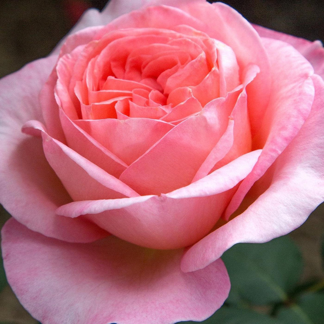 Rosa 'Meinostair' PP 28,659 ~ Bloomables® Sweet Mademoiselle™ Rose-ServeScape