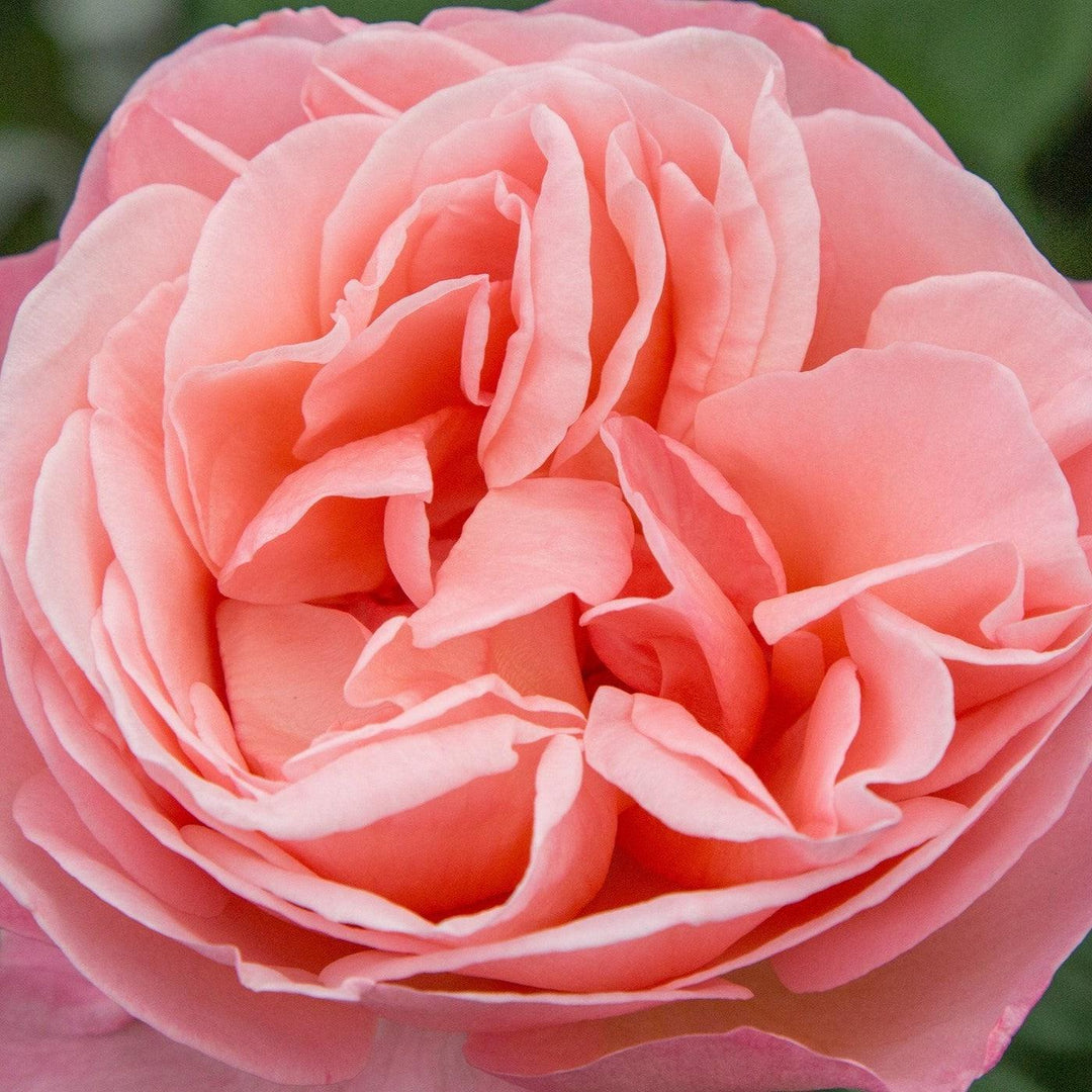 Rosa 'Meinostair' PP 28,659 ~ Bloomables® Sweet Mademoiselle™ Rose-ServeScape