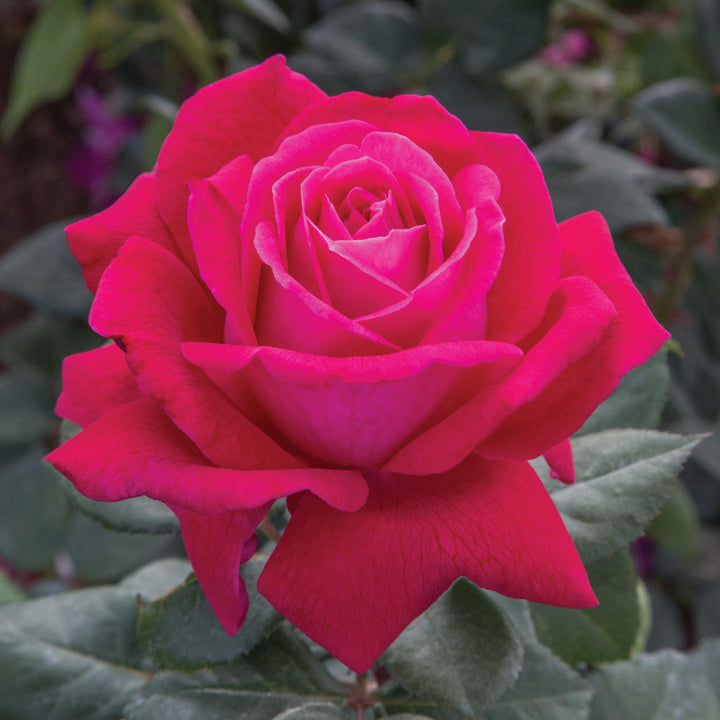 Rosa 'Meithatie' PP 30,860 ~ Bloomables® Sweet Spirit™ Rose-ServeScape