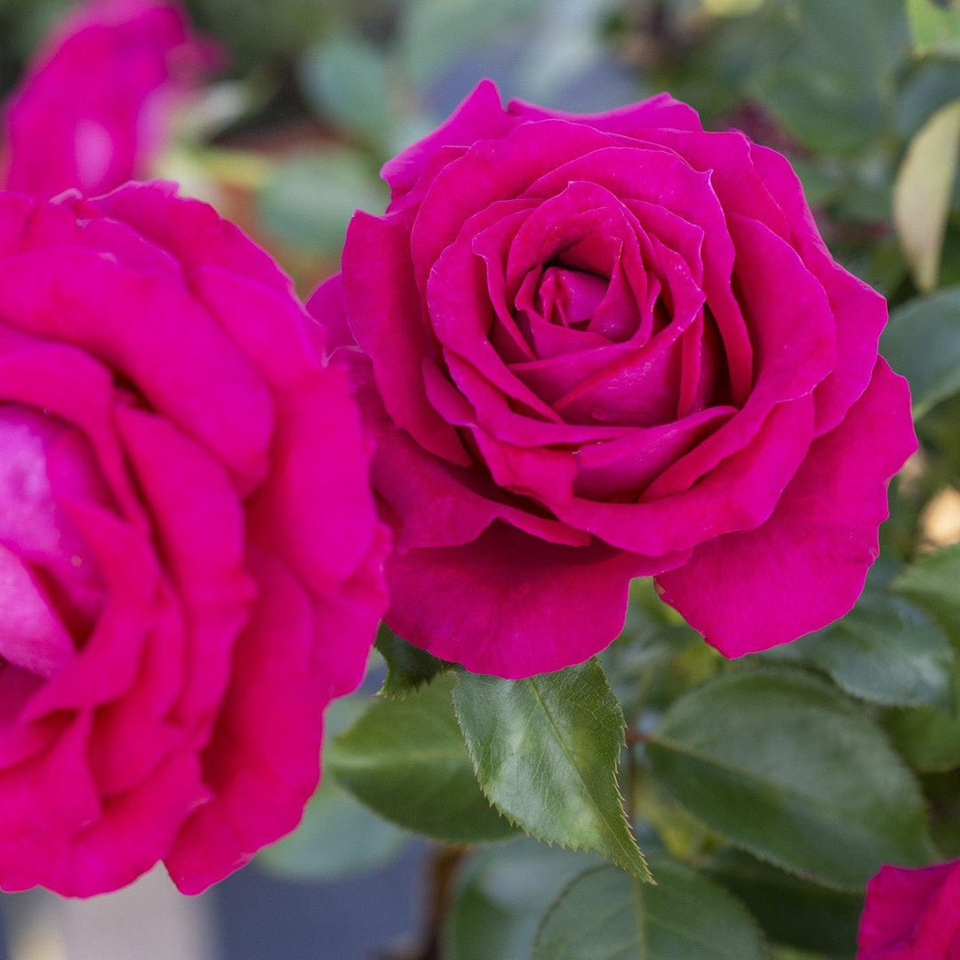 Rosa 'Meithatie' PP 30,860 ~ Bloomables® Sweet Spirit™ Rose-ServeScape